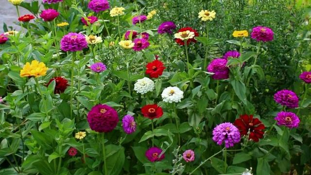 Неприхотливые цветы - однолетники, которые будут цвести все лето! смотреть онлайн