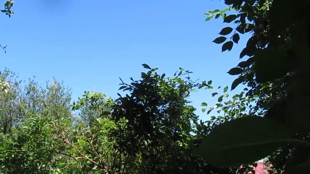 По углам, где сныть и зверобой... смотреть онлайн