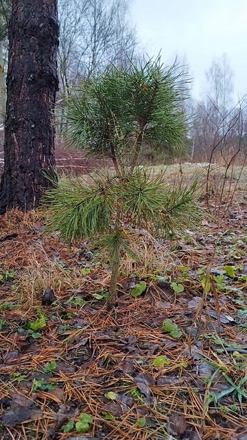 Весенняя прищипка сосны