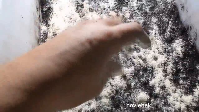 Разведение Дендробены из коконов. Прошло 9 недель . смотреть онлайн