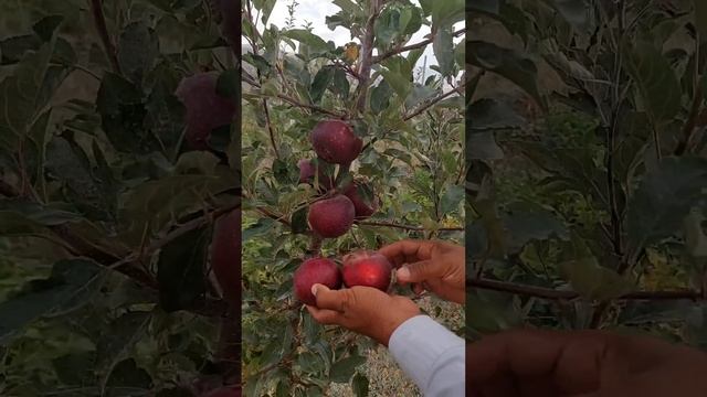 Hamma Yerga Mos Keluvchi Qora-qizil Olma Navi.