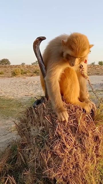 oh! wao big cobra snake vs monkey amazing video #shorts #viral #amazing смотреть онлайн