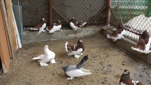 Волжские ленточные Чебуняева В.И./Volzhskiy Lentochniy Owner Chebunyaev Vyacheslav (Russia)