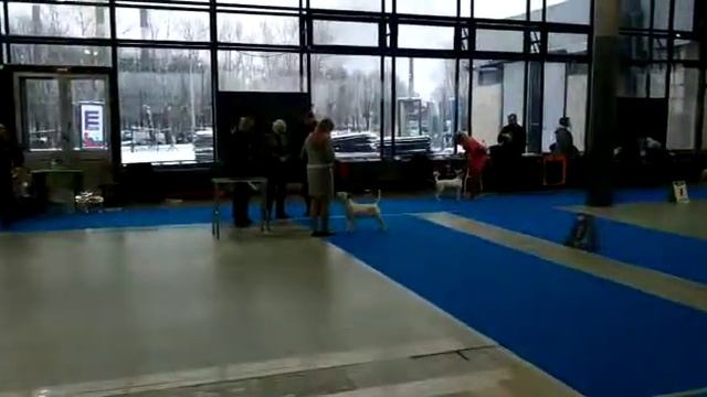 Oma Blow Century UA лучший щенок моно в Санкт Петербурге смотреть онлайн