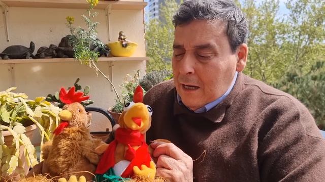 PEDRO BALLUS con la gallina y el pollo 🐣🐔 смотреть онлайн