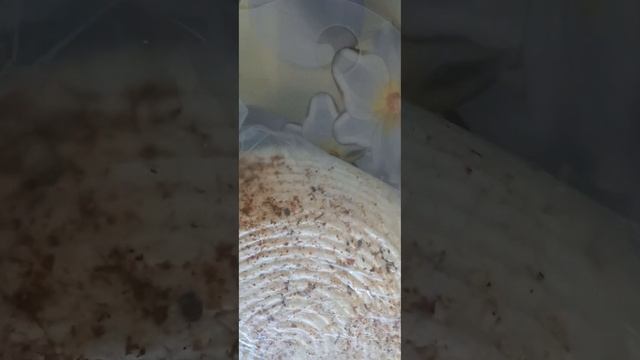 Сыр козий смотреть онлайн