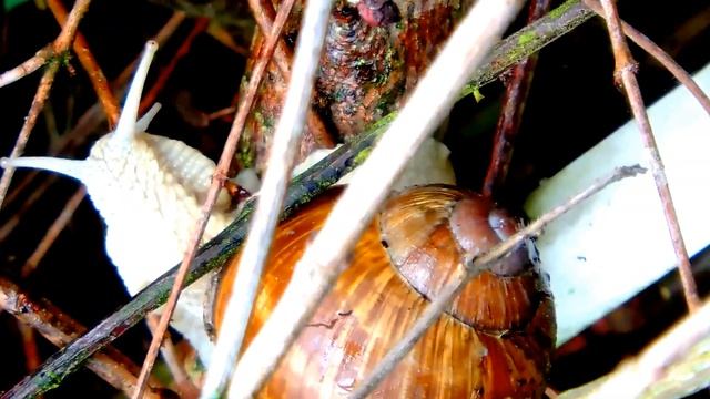 Naturbeobachtung Weinbergschnecke(Helix pomatia(L. 1758)) unterwegs смотреть онлайн