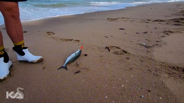 "Sacred Spot" Produces Mysterious Shad, Bronze Bream and Much More смотреть онлайн