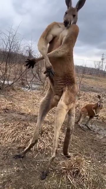 Your friend after going to the gym once | Друг после того как сходил один раз в зал смотреть онлайн