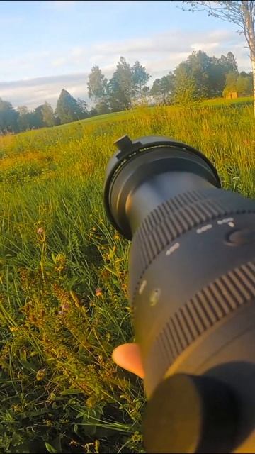 Metastatic Roe Deer Got In My View | Wildlife Photography смотреть онлайн