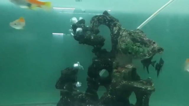 how TO decorate aquarium tank # fish types # смотреть онлайн