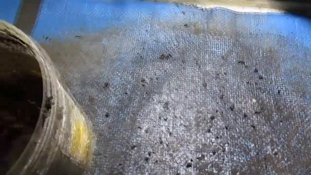 Разведение дендробены. Свек. жом. Эксперимент №1. Итог. смотреть онлайн