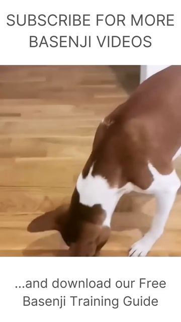 Training my basenji to behave! #shorts [ + Download Free Basenji Training Guide ] смотреть онлайн