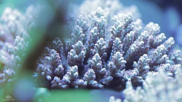 500L Dream SPS Tank | Oly's Reef [Swissreefer Presents]