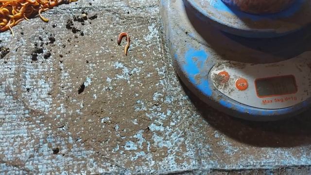 Заселение малька на выгонку, быстрый рост. смотреть онлайн