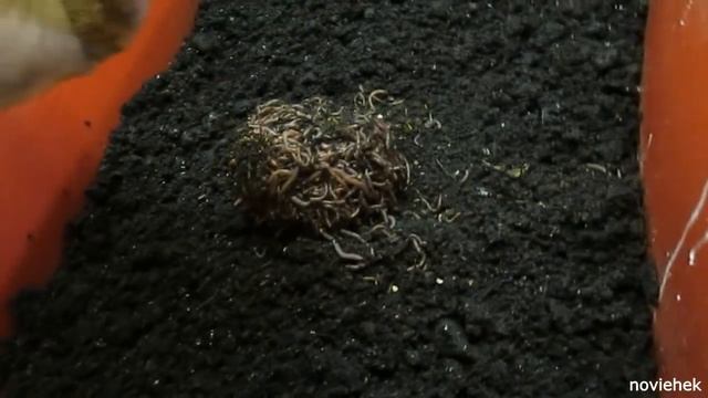 C 2 червей до 4632шт за год! 2316 % прироста!!! смотреть онлайн