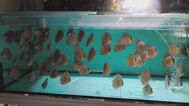 Оптовая отправка дискусов в Ульяновск смотреть онлайн