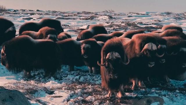 Очаровательные овцебыки на острове Завьялова! Видео Дениса Беляева.❄️🧊🌊🩵💙💜 смотреть онлайн
