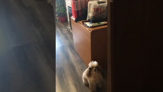 Собака и попугай вместе играют в мячик! смотреть онлайн