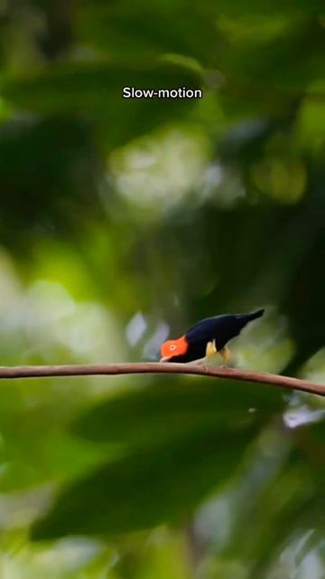 Il Manachino testa rossa sa il fatto suo #wildlifephotography #animals #bird #costarica #animali смотреть онлайн