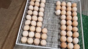 Инкубатор на 400 яиц. Закладка яйца, режим инкубации.