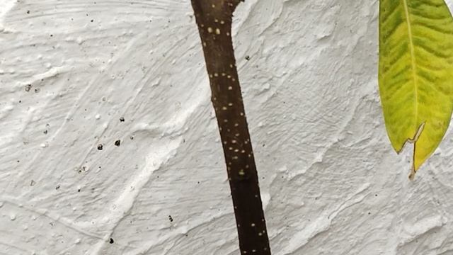 √1 ретуза Грин (Бонсай)113