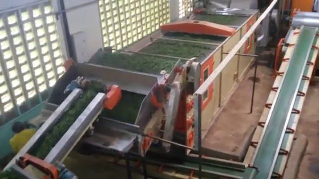 Green Tea Processing Line смотреть онлайн