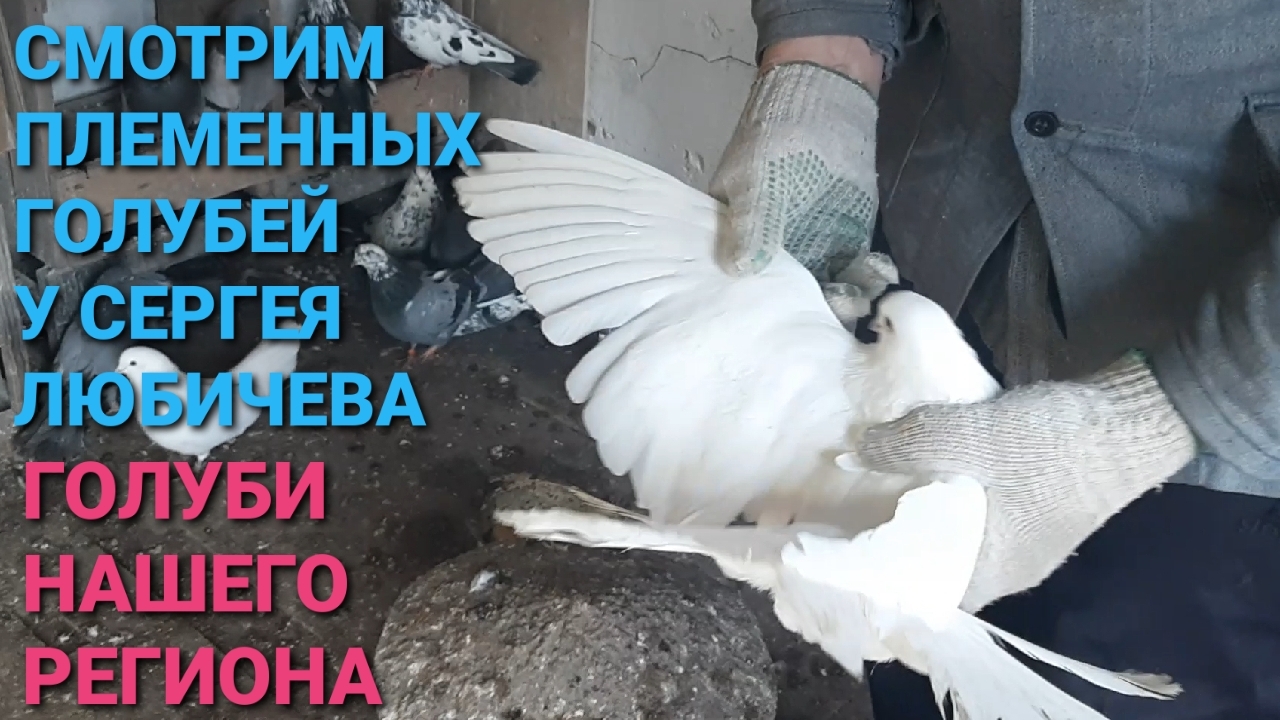 🔥🔥🔥 Смотрим племенных голубей у Сергея Любичева. Голуби нашего региона. Pigeons. Николаевские. смотреть онлайн