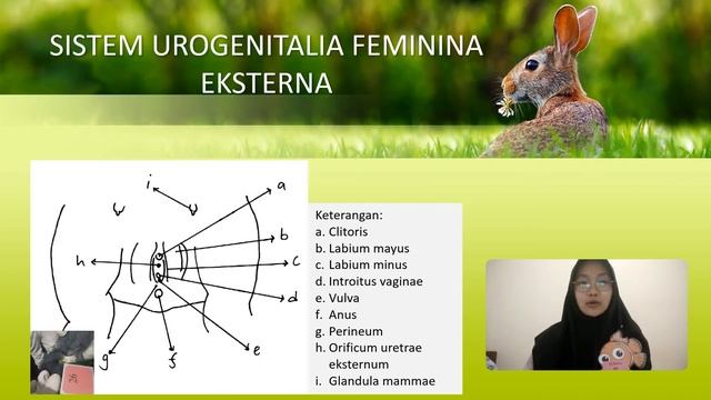 SISTEM DIGESTORIUM, SISTEM UROGENITALIA FEMININA EKSTERNA DAN INTERNA PADA LEPUS SP смотреть онлайн