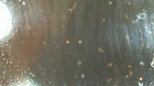 Daphnia and Sea Monkeys (Daphnia Culture Day Two) смотреть онлайн
