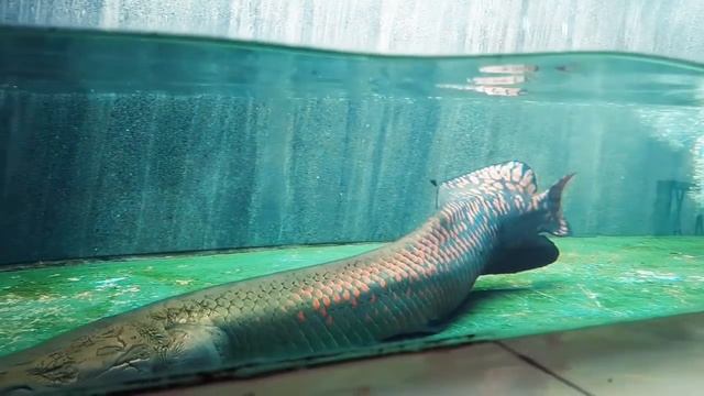 3 feet Long Arapima and Alligator Gar Fish In Huge Aquarium Tank | 20feet tank | The Fishyflex смотреть онлайн
