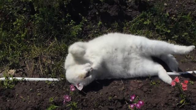 Загорать в огороде никто не запрещал=) 03.07.2012 14:04 смотреть онлайн