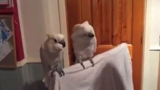 Попугай так танцует😘😘😘😘😂😂😂 смотреть онлайн