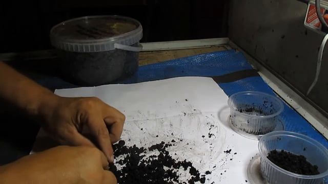 Во сколько увеличится популяция дендробены за год! 1 часть. смотреть онлайн