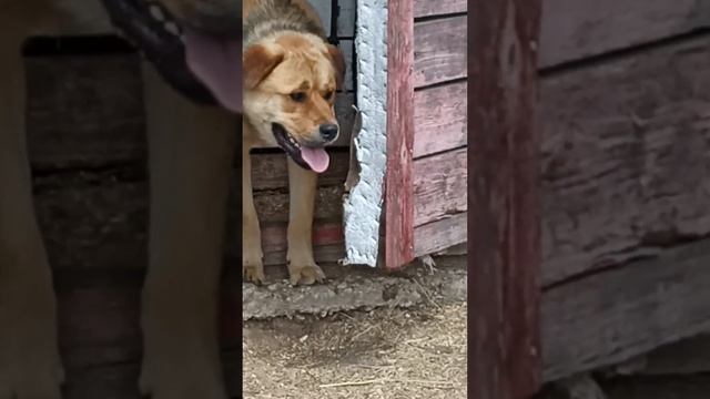 Рядом только преданные друзья!🐴🐕💯🙏♥️ смотреть онлайн