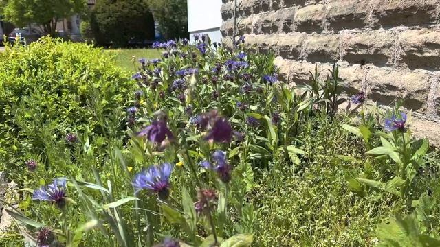 Встречаем лето #блины #самовар смотреть онлайн