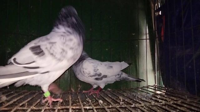 new pair korlam sokol e dowa korben #pigeon #kobutor_haat смотреть онлайн