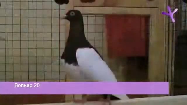 2012.01.07-08 Выставка голубей в Казани / Pigeons Show At Kazan (Russia)_