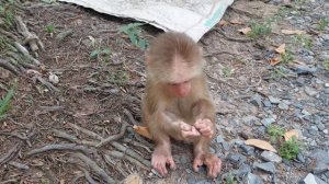 Повседневная жизнь обезьяны Cubi