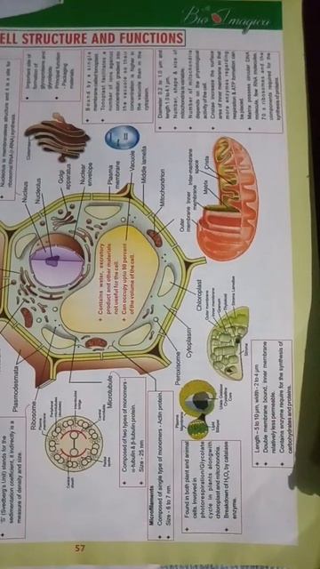 ##cell  Structure And Functions##📚😍 Shorts##
