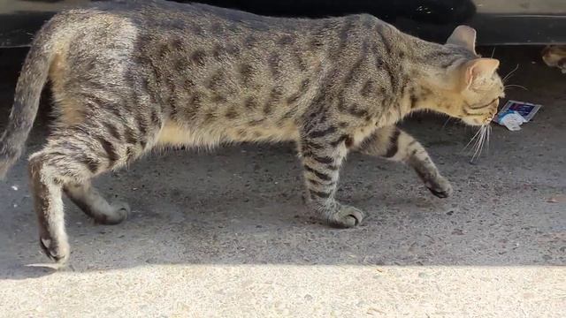 Смешные кошки залезли под машину 😸 Funny feral cats under car. Kucing lucu. Gatos graciosos. Katzen смотреть онлайн