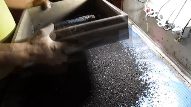 Просейка малька (подростка). смотреть онлайн