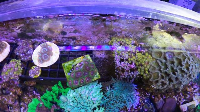 Old Frag Tank Top Down - video found on go pro смотреть онлайн