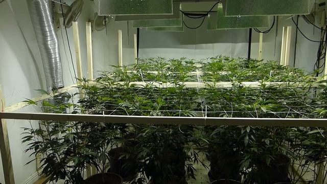 Grow Like A PRO 2 - Day 07 смотреть онлайн