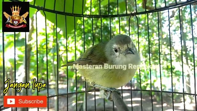 Opior Jawa || Suara Pancingan Biar Gacor смотреть онлайн