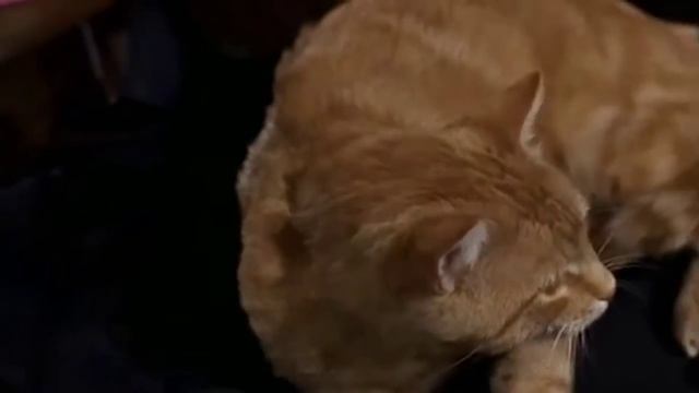 Задание 5 Оранджи