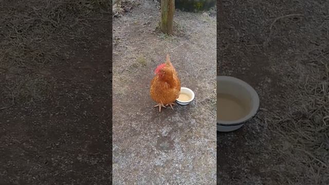 Моя птичка.Ломан браун. смотреть онлайн