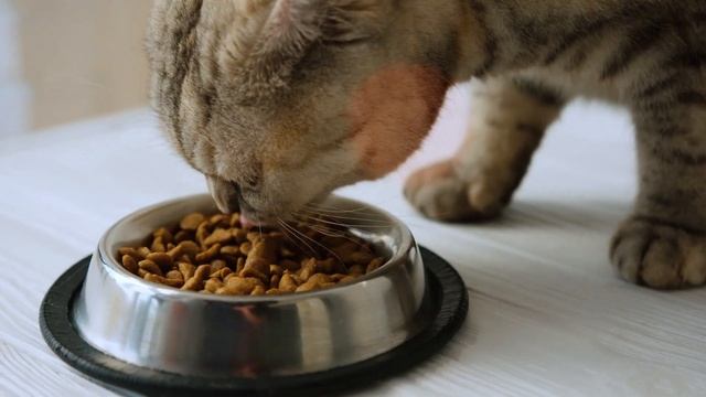 ProBiora Health – Smart Pets, Cat Oral Health Problems смотреть онлайн