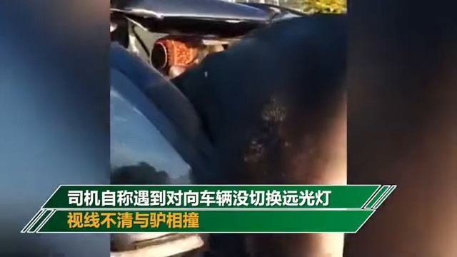 最离奇车祸！内蒙古一毛驴撞破挡风玻璃钻进副驾驶 当场身亡 смотреть онлайн