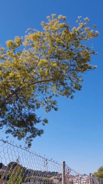 Мимоза в феврале #shorts смотреть онлайн